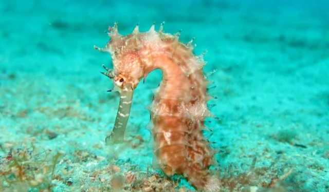 Que signifie rêver d'hippocampe ?