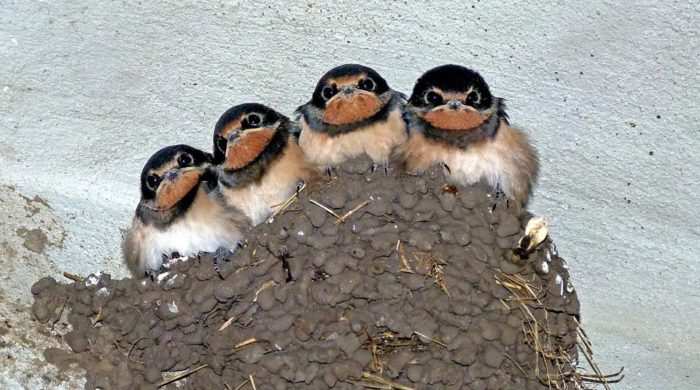 Que signifie rêver d'hirondelles ?