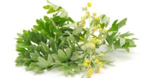 Rêver de armoise et son interprétation: