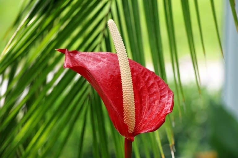 Fleur Commençant Par La Lettre T Rêver de arums en islam - Interprétations des rêves