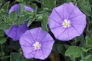 Rêver de belle-de-jour et son interprétation: