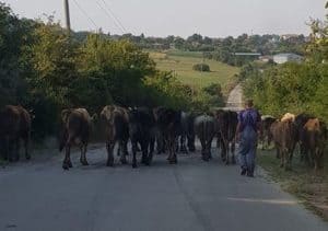 Rêver de berger et son interprétation: