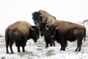Rêver de bison et son interprétation: Rêver de bison et son interprétation: