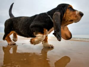 Rêver de boiter et son interprétation: Rêver de boiter et son interprétation: