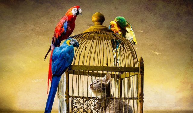 Le rêve de cage et son explication en détails: Que signifie rêver de cage ?