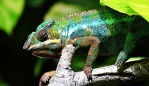 Rêver de caméléon et sa signification: 