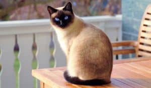 Interprétations des rêves de chats: Rêver de chat et son interprétation: