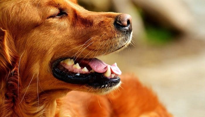 Rêver De Chien Marron Ou Brun Sens Et Interprétation