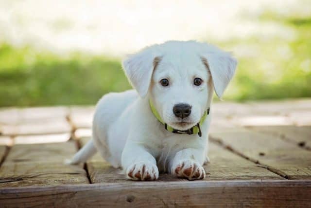 Que signifie un rêve de chien ?