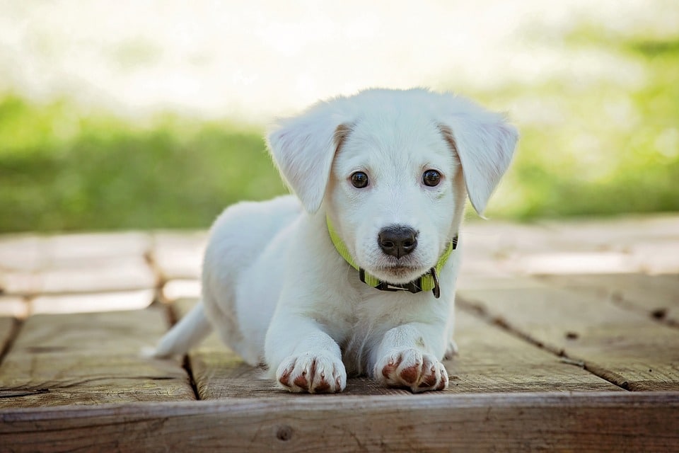 Pourquoi Rêver De Chien Sens Et Interprétation Du Rêve De