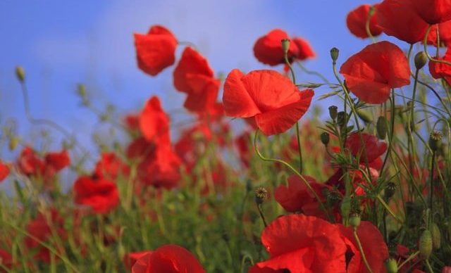 Un rêve de coquelicot et son interprétation authentique: Que signifie rêver de coquelicot ?