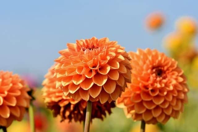 Un rêve de dahlia et son interprétation authentique: Que signifie rêver de dahlia ?