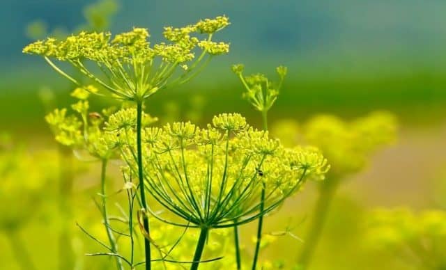 Le rêve de fenouil et son interprétation authentique: Que signifie rêver de fenouil ?