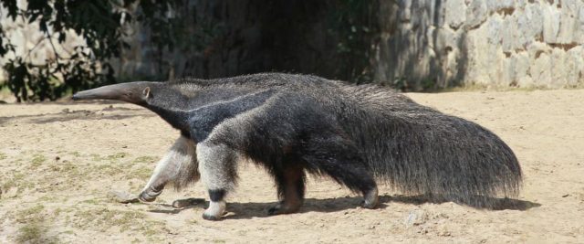 Un rêve de fourmilier et son interprétation authentique:  Que signifie rêver de fourmilier ?