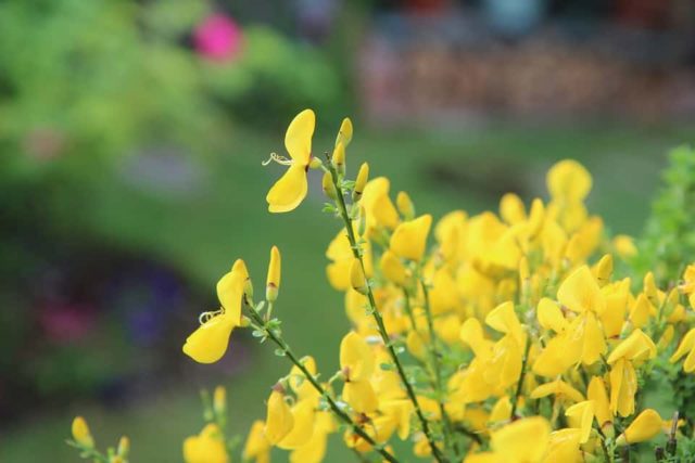 Un rêve de genêt et son interprétation authentique: Que signifie rêver de genêt ?