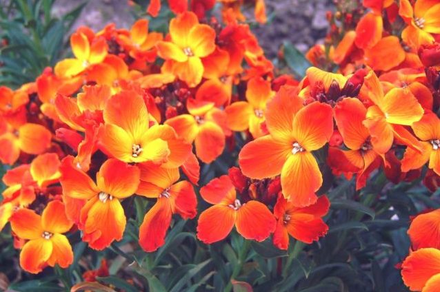 Que signifie rêver de giroflée ?