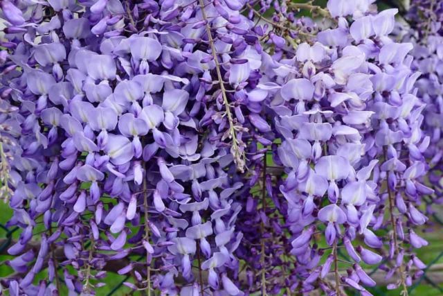 Que signifie rêver de glycine ?