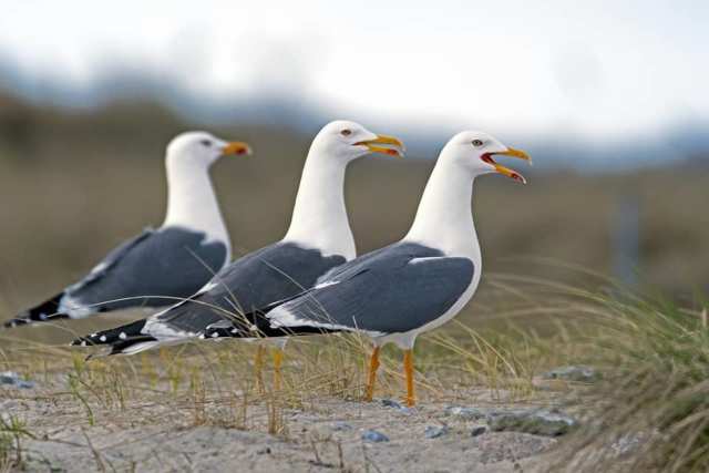 Un rêve de goéland et son interprétation authentique: Que signifie rêver de goéland ?