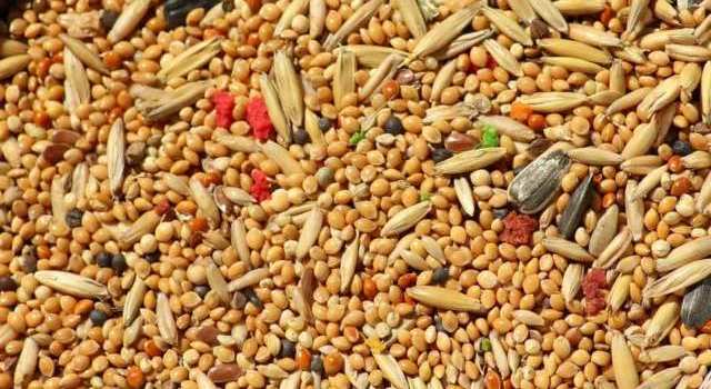 Un rêve de grains et son interprétation authentique: Que signifie rêver de grains ?