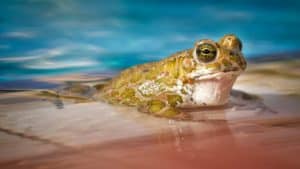 Rêver de grenouille et son interprétation: Que signifie rêver de grenouille et son interprétation ?