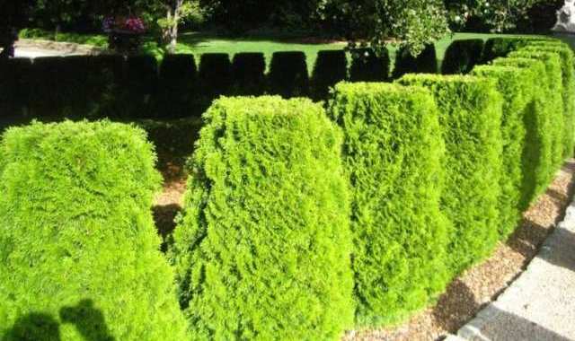 Un rêve de haie et son interprétation authentique: Que signifie rêver de haie ?