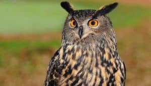 Rêver de hibou et son interprétation: Rêver de hibou et son interprétation: