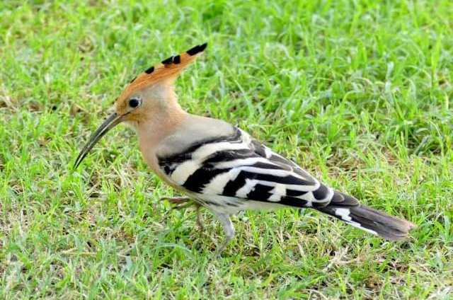 Que signifie rêver de huppe ?