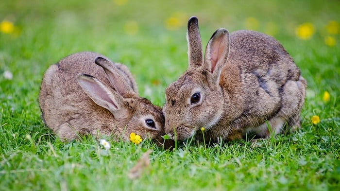 Pourquoi Rêver De Lapin Sens Et Interprétation Du Rêve De