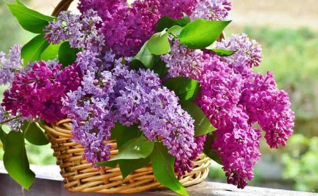 Un rêve de lilas et son interprétation authentique: Que signifie rêver de lilas ?