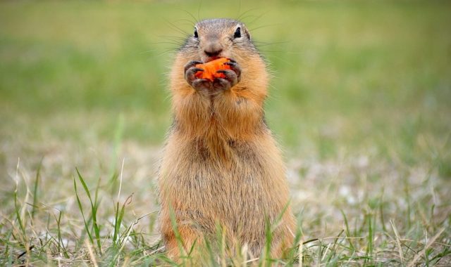 Que signifie rêver de marmotte ?