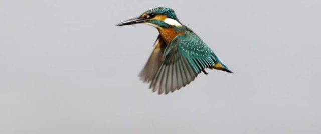 Que signifie rêver de martin-pêcheur ?