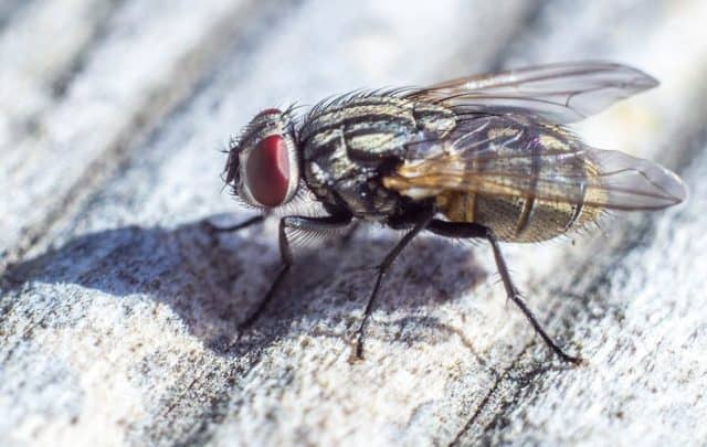 Que signifie rêver de mouche ?