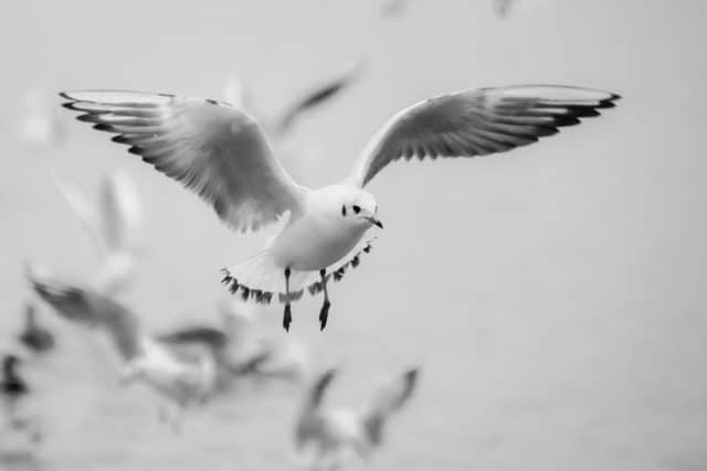Un rêve de mouette et son interprétation authentique: Que signifie rêver de mouette ?