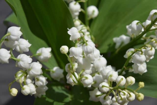 Que signifie rêver de muguet ?