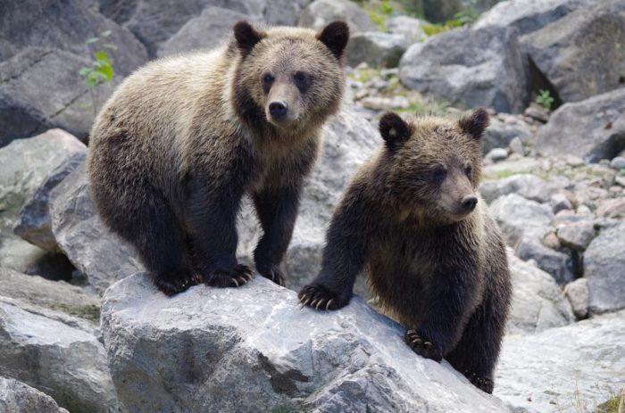 Les Rêves Danimaux Interprétations Des Rêves