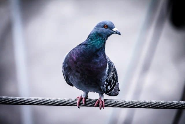 Un rêve de pigeon et son interprétation authentique: Que signifie rêver de pigeon ?