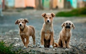 Rêver De Races De Chien Sens Et Interprétation Rêves Islam