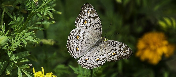 Que signifie rêver de papillon ?