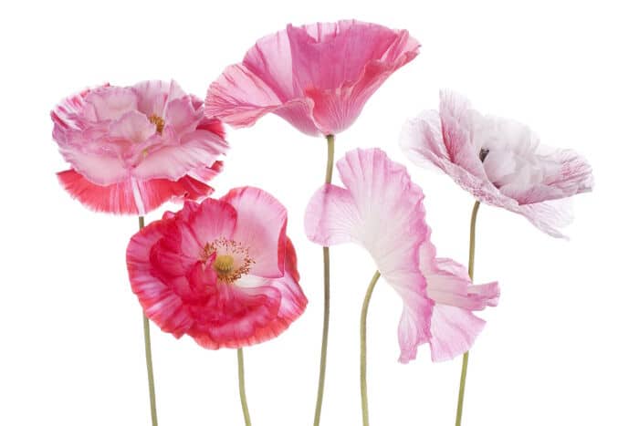 Un rêve de pavot et son interprétation authentique: Que signifie rêver de pavot ?