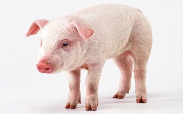 Pourquoi rêver de porc ?