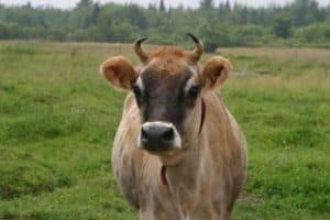 Rêver de vache et son interprétation: