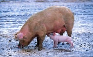 Symbole du cochon dans un rêve: Symbole du cochon dans un rêve: