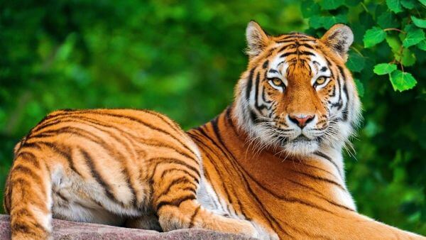 Rêver De Tigre En Islam Sens Et Interprétation Rêves Islam