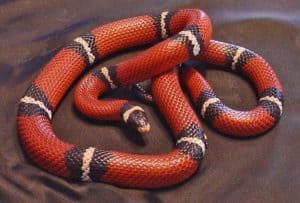 Rêver de serpent rouge et son interprétation: Rêver de serpent rouge et son interprétation: