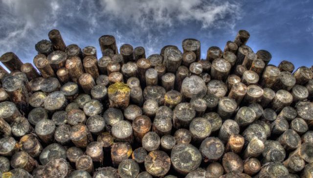 Un rêve de tronc et son interprétation authentique: Que signifie rêver de tronc ?