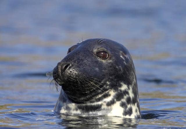 Un rêve de phoque et son interprétation authentique: Que signifie rêver de phoque ?