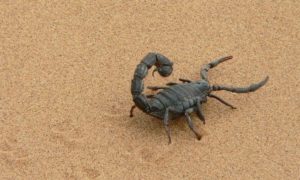 Un rêve de scorpion qui attaque et sa signification: Pourquoi rêver de scorpion ?