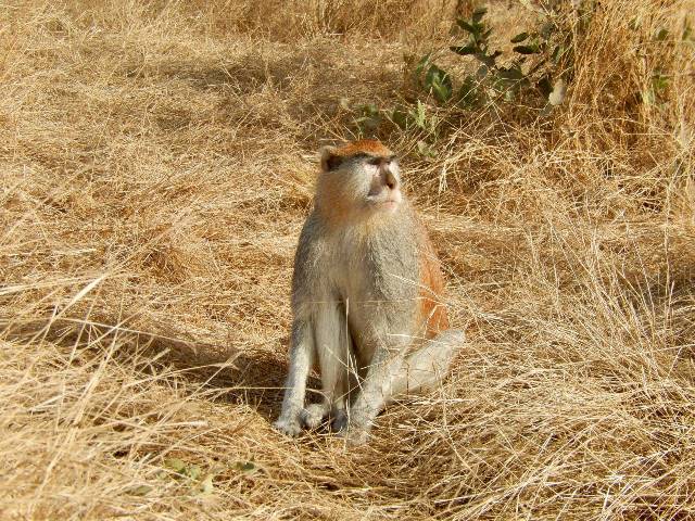 Rêver De Singe En Islam Sens Et Interprétation Rêves Islam