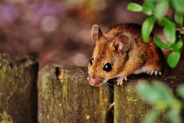Rêver De Souris Interprétations Exactes Du Rêve De Souris