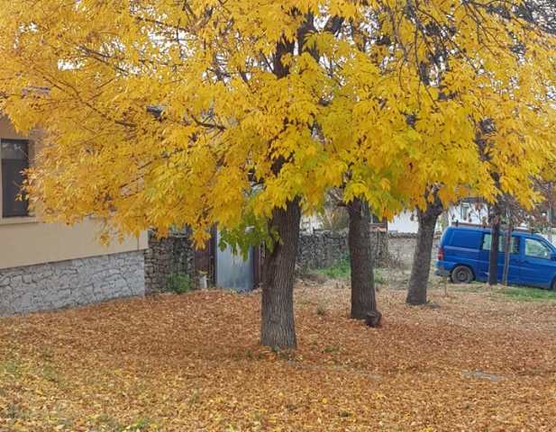 Rêver d'arbre et son interprétation:
